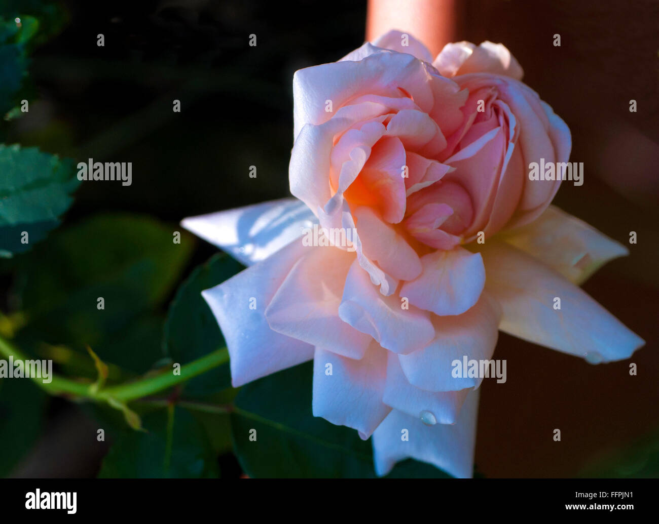 Rosa chinensis 'Rose Bengale , Arethusa Arethusa Banque D'Images