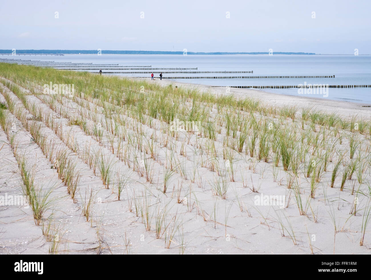 Les semis de graminées (plage de l'Ammophila arenaria) sur dune sur la plage, à Prerow, mer Baltique, Darß, Fischland-Zingst, Western Banque D'Images