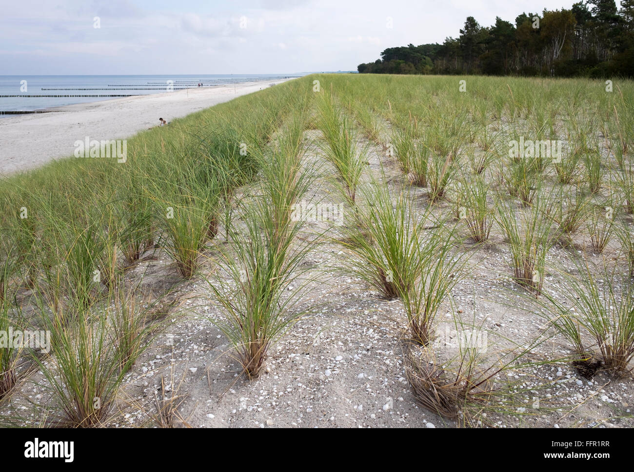 Les semis de graminées (plage de l'Ammophila arenaria) sur dune sur la plage, à Prerow, mer Baltique, Darß, Fischland-darss-Zingst, Western Banque D'Images