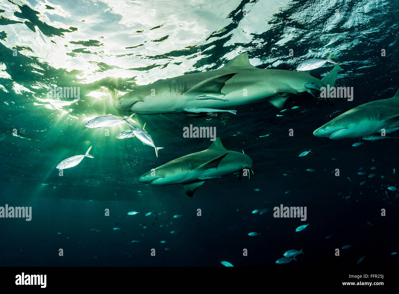 Le requin citron (Negaprion brevirostris), rayons de soleil, plage du Tigre, Bahamas, Caraïbes, Amérique Centrale Banque D'Images