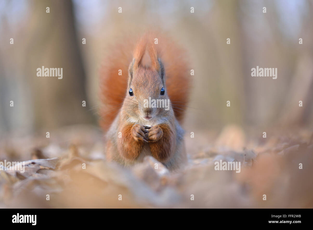 Eurasian écureuil roux (Sciurus vulgaris) l'alimentation, la vieille les feuilles d'automne, Saxe, Allemagne Banque D'Images