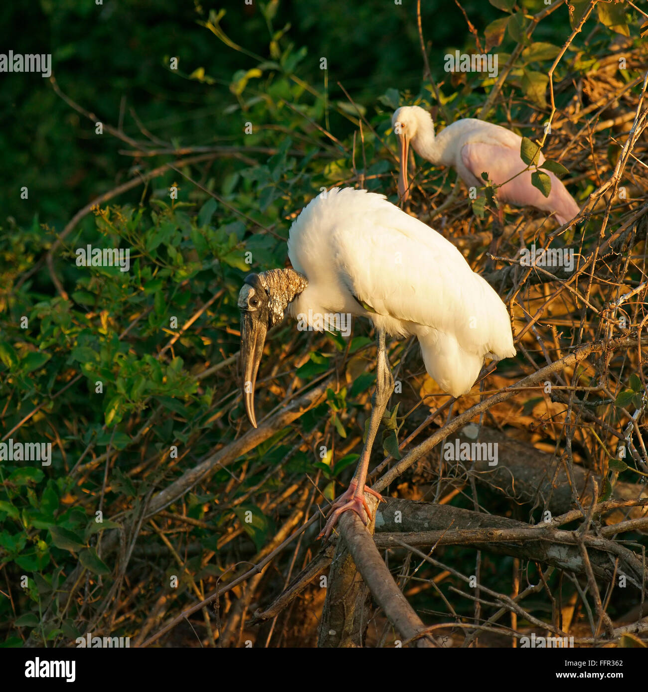 Wood Stork (Mycteria americana) et Roseate Spoonbill (Ajaia ajaja) assis dans l'arbre, Pantanal, Mato Grosso, Brésil Banque D'Images