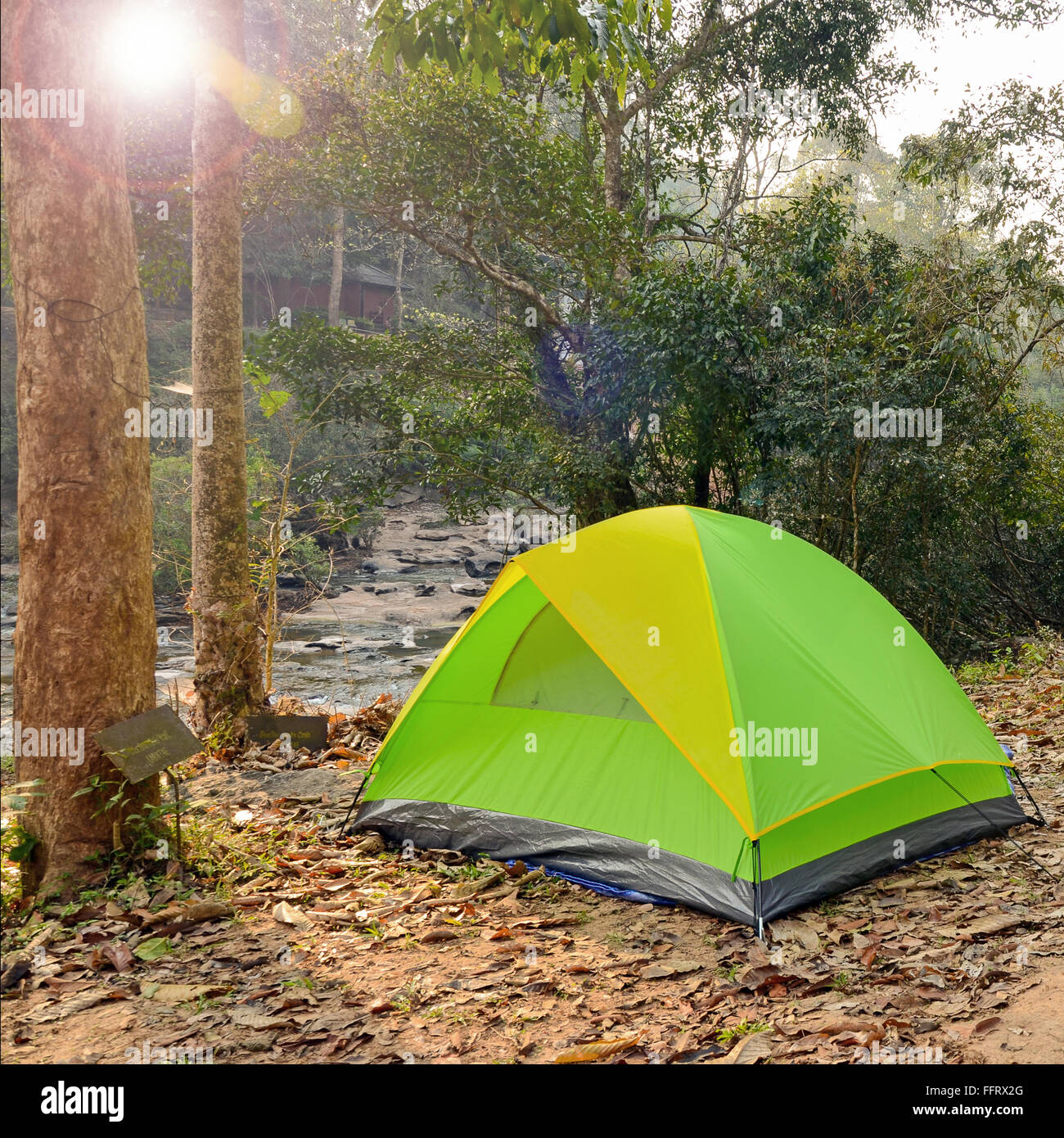 Les tentes de camping sous les grands arbres dans le parc national. Banque D'Images