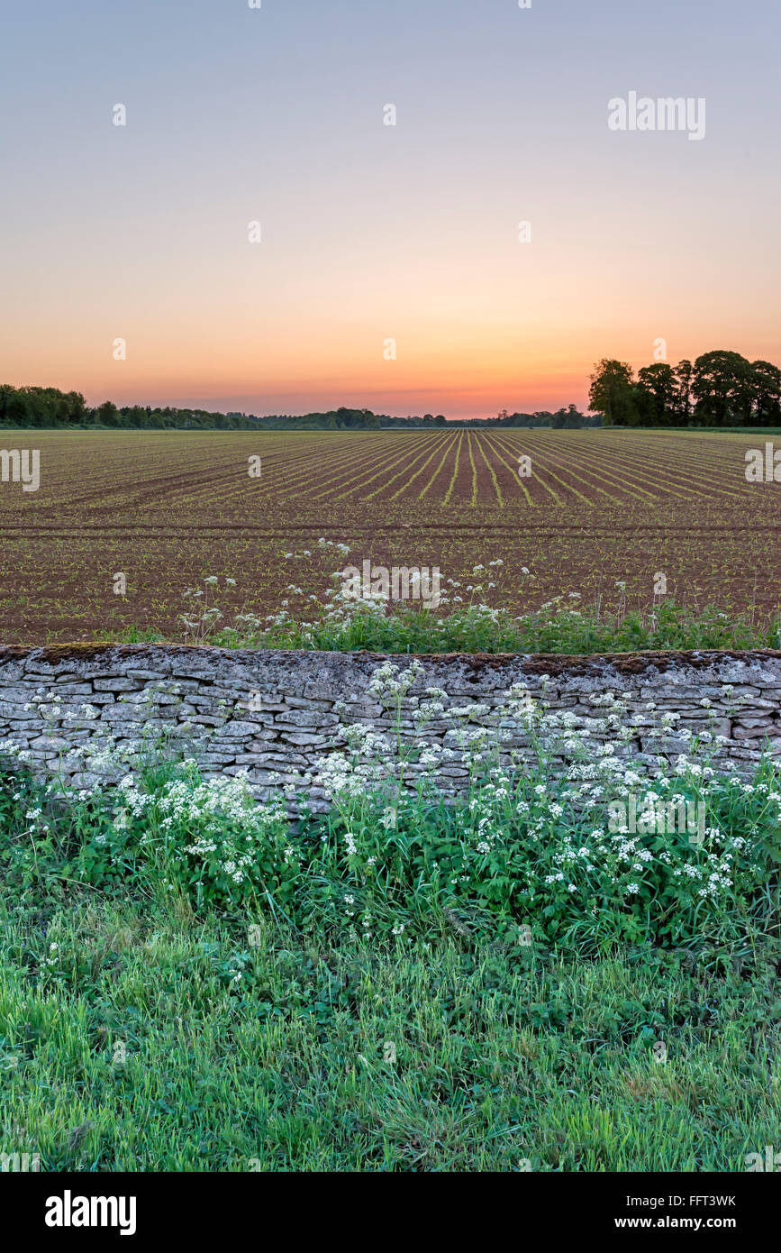 Champ arable voir au coucher du soleil avec mur de pierre, Wiltshire Banque D'Images