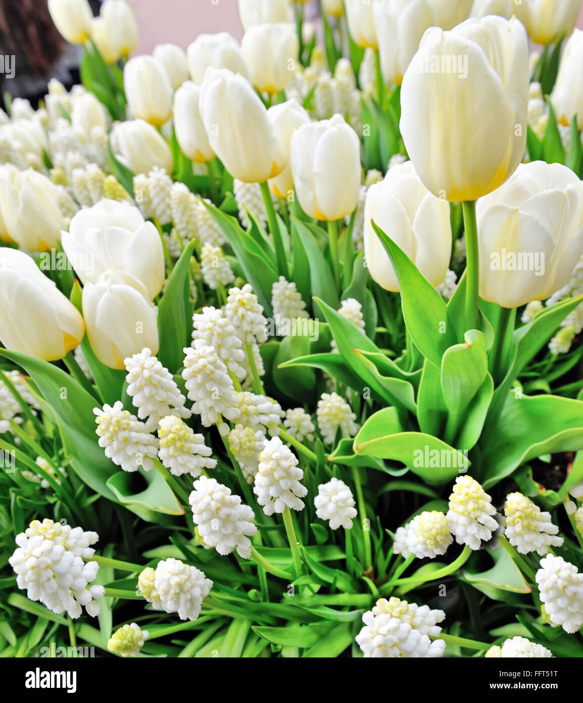 Tulipes blanches et muscari au printemps Banque D'Images