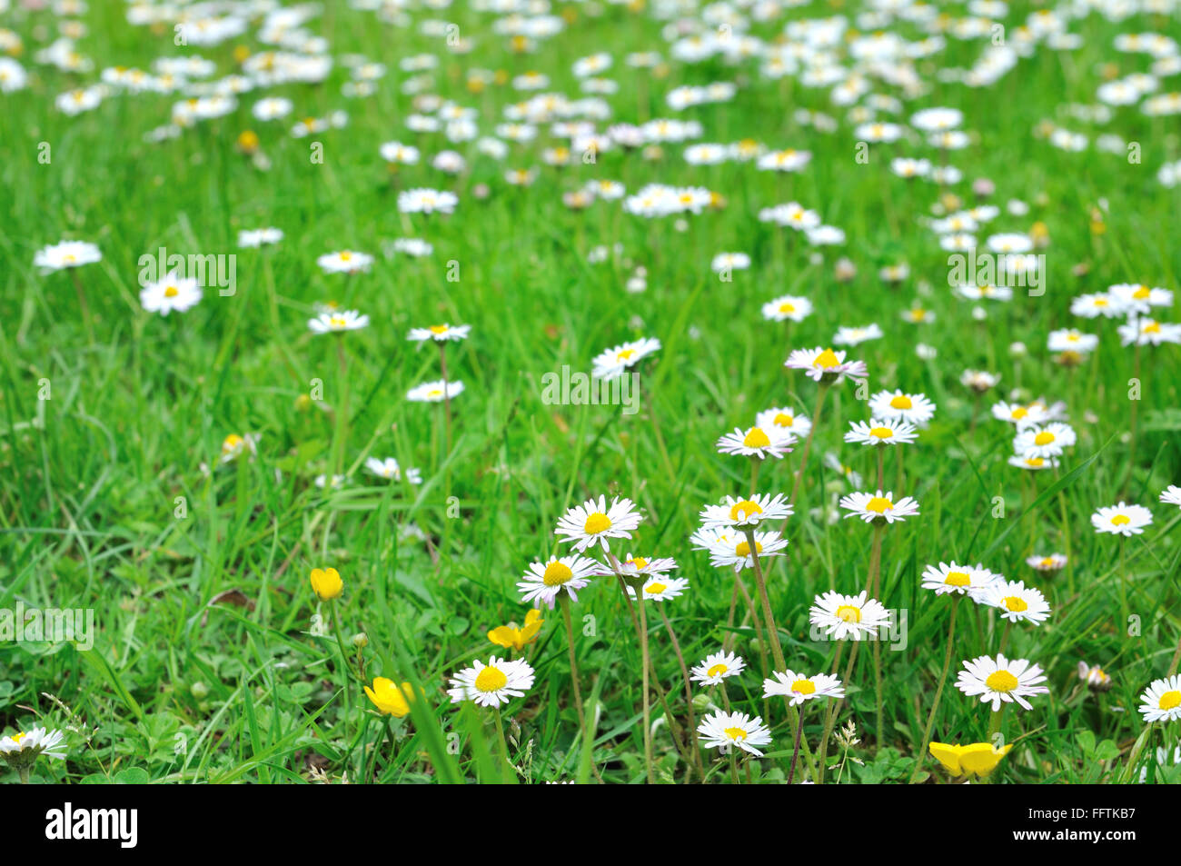 Terre de petites pâquerettes dans l'herbe Banque D'Images