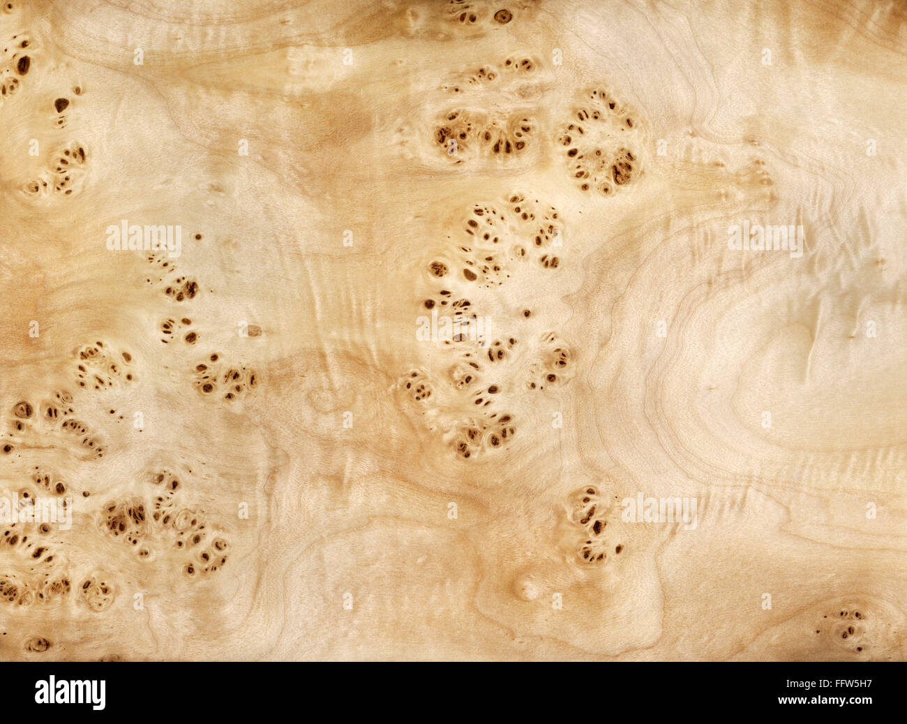 Feuille De Placage Bois De Racine De Peuplier Mapa – 249x59-62cm – Designholz