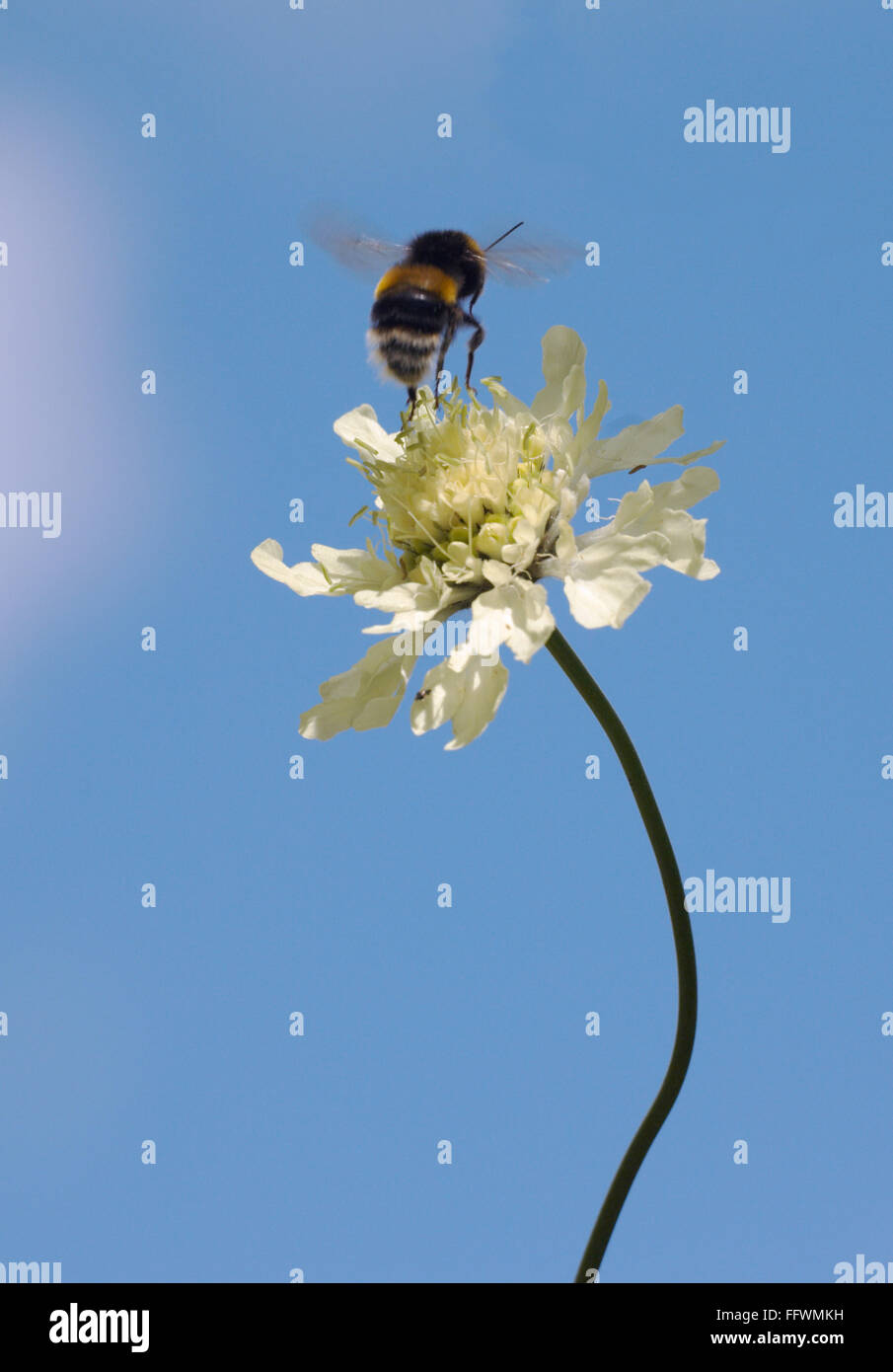 Abeille unique au milieu d'un saut d'une grande fleur blanche dans le ciel bleu Banque D'Images