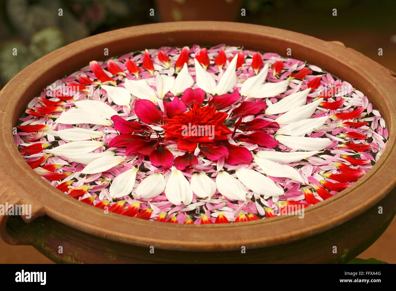 Décoration de pétales de fleurs flottant sur l'eau dans le pot en terre Banque D'Images