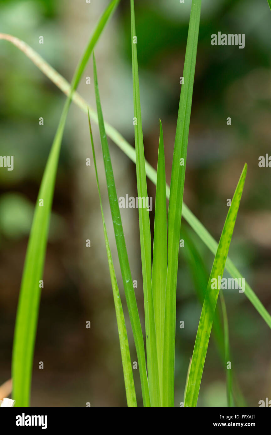 Drapeau de nom commun Banque de photographies et d’images à haute