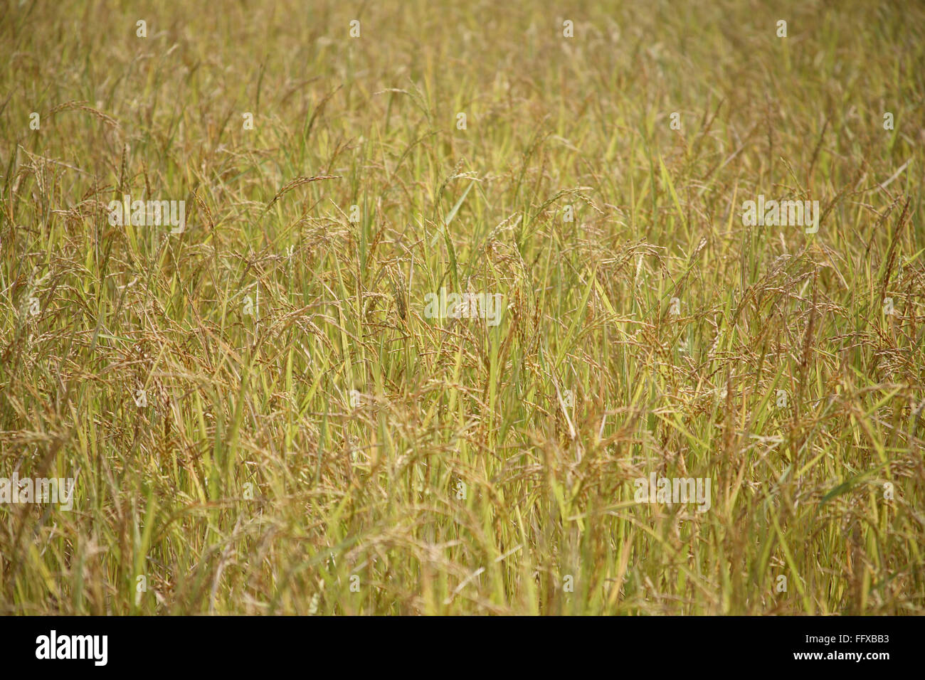 Riz , champ de riz , Tamil Nadu , Inde , Asie Banque D'Images