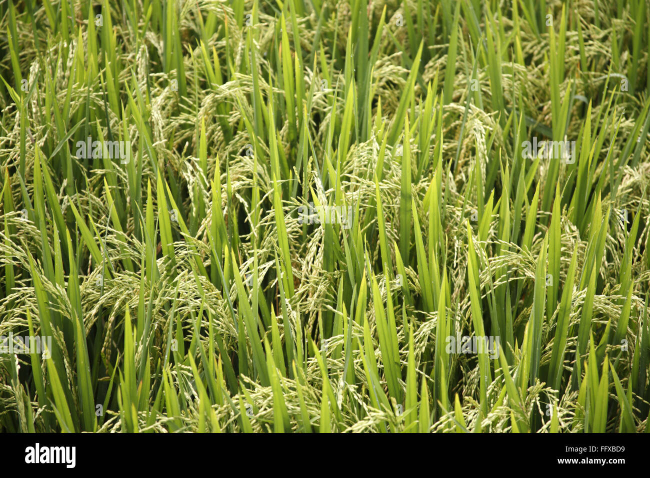 Riz prêt pour la récolte de paddy , Tamil Nadu , Inde , Asie Banque D'Images