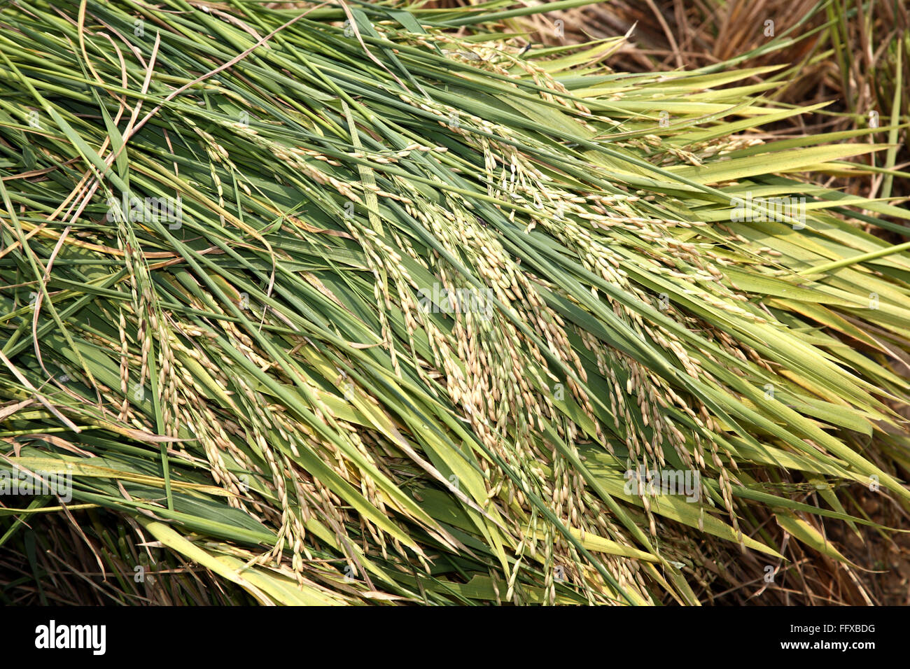 Récolte de riz dans les rizières , Tamil Nadu , Inde , Asie Banque D'Images