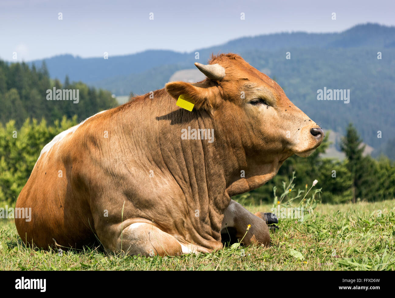 Une vache brune avec des taches blanches au pâturage permanent Banque D'Images