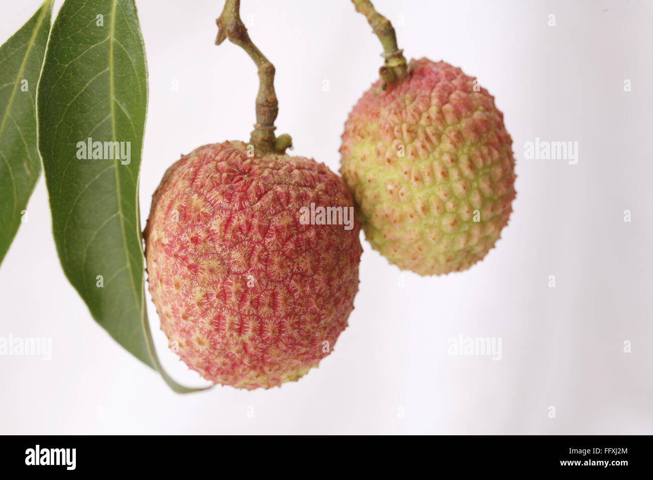 Fruit , avec des feuilles de Litchi Litchi chinensis hanging against white background Banque D'Images