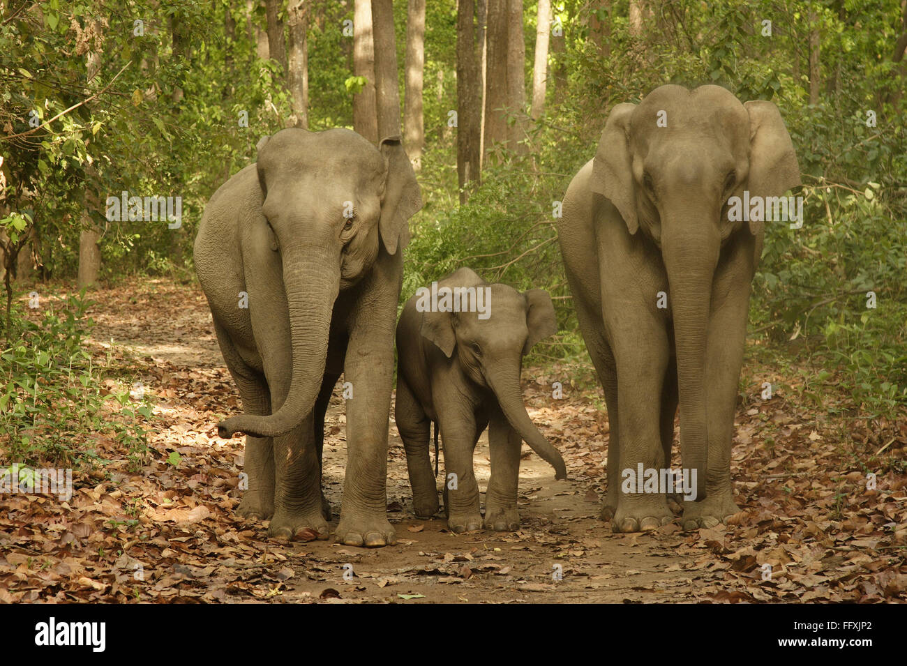 L'éléphant asiatique famille avec le jeune veau Elephas maximus dans Parc national de Corbett Uttaranchal Inde - adi 108459 Banque D'Images