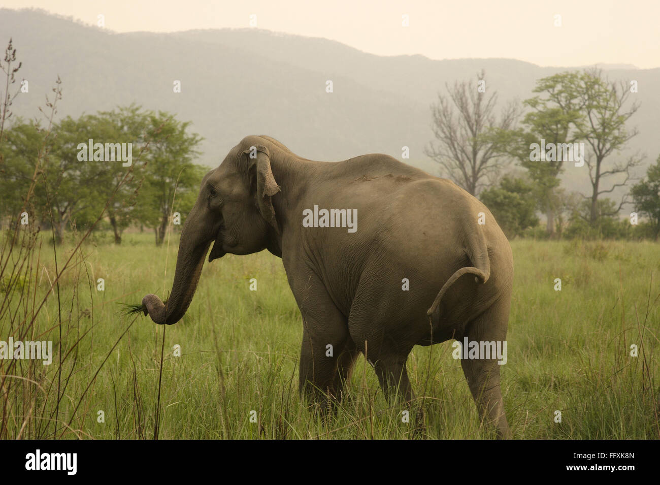 L'herbe de pâturage de l'éléphant asiatique Elephas maximus , Parc national Corbett , l'Uttaranchal , Inde Banque D'Images