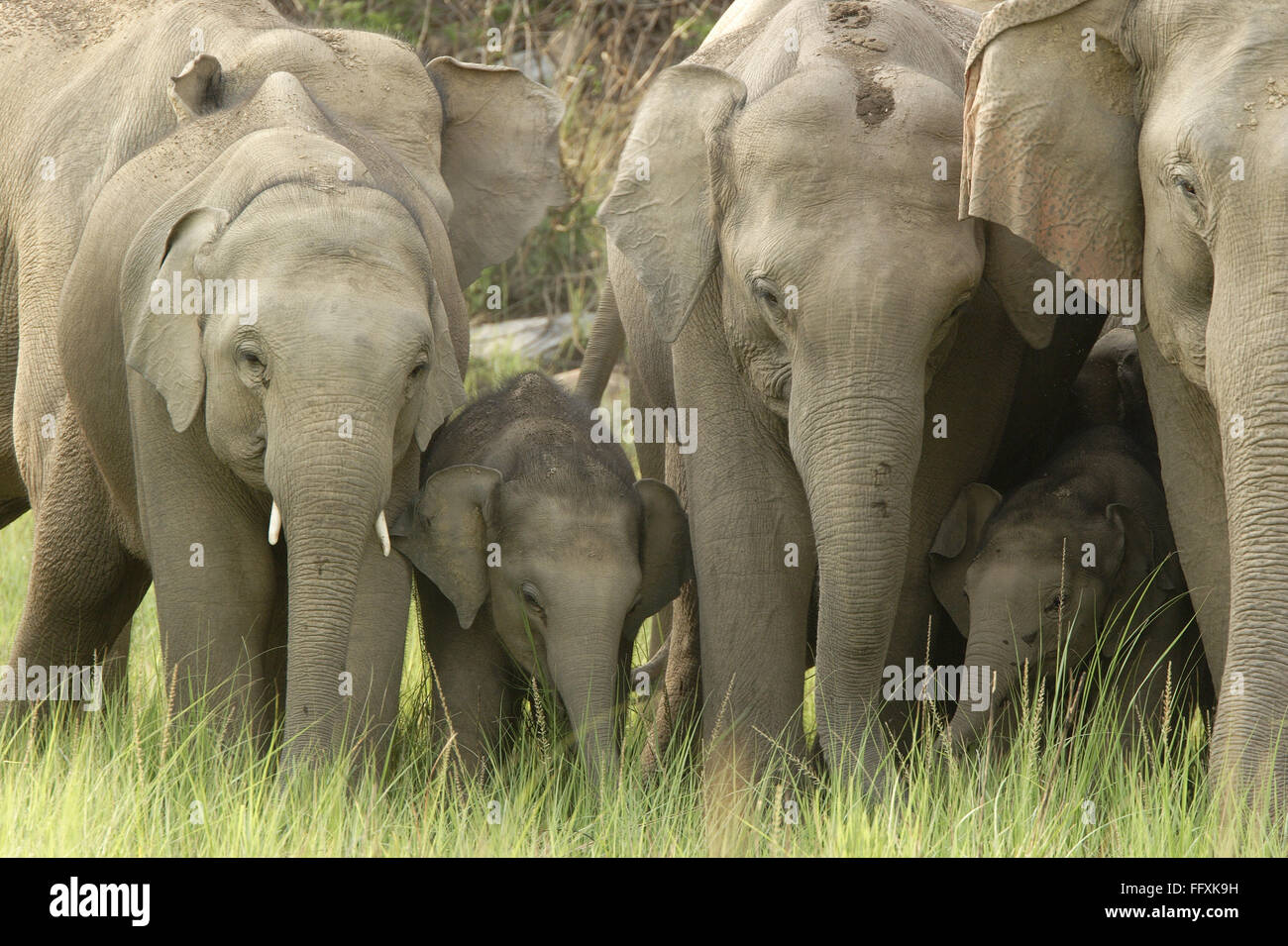 Troupeau d'éléphants d'Asie Elephas maximus avec jeune veau , Parc national Corbett , l'Uttaranchal , Inde Banque D'Images