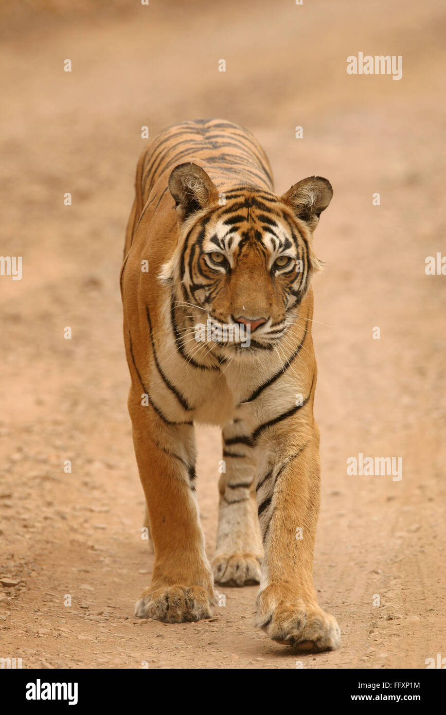 Tigresse Panthera tigris dans la Réserve de tigres de Ranthambore National Park , Rajasthan , Inde Banque D'Images
