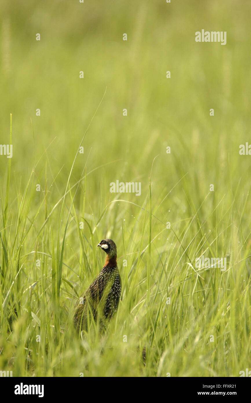 Francolin Noir , oiseaux ou Noir Francolinus francolinus Partridge , Parc national Corbett , l'Uttaranchal , Inde Banque D'Images Francolin Noir , oiseaux ou Noir Francolinus francolinus Partridge , Parc national Corbett , l'Uttaranchal , Inde Banque D'Images