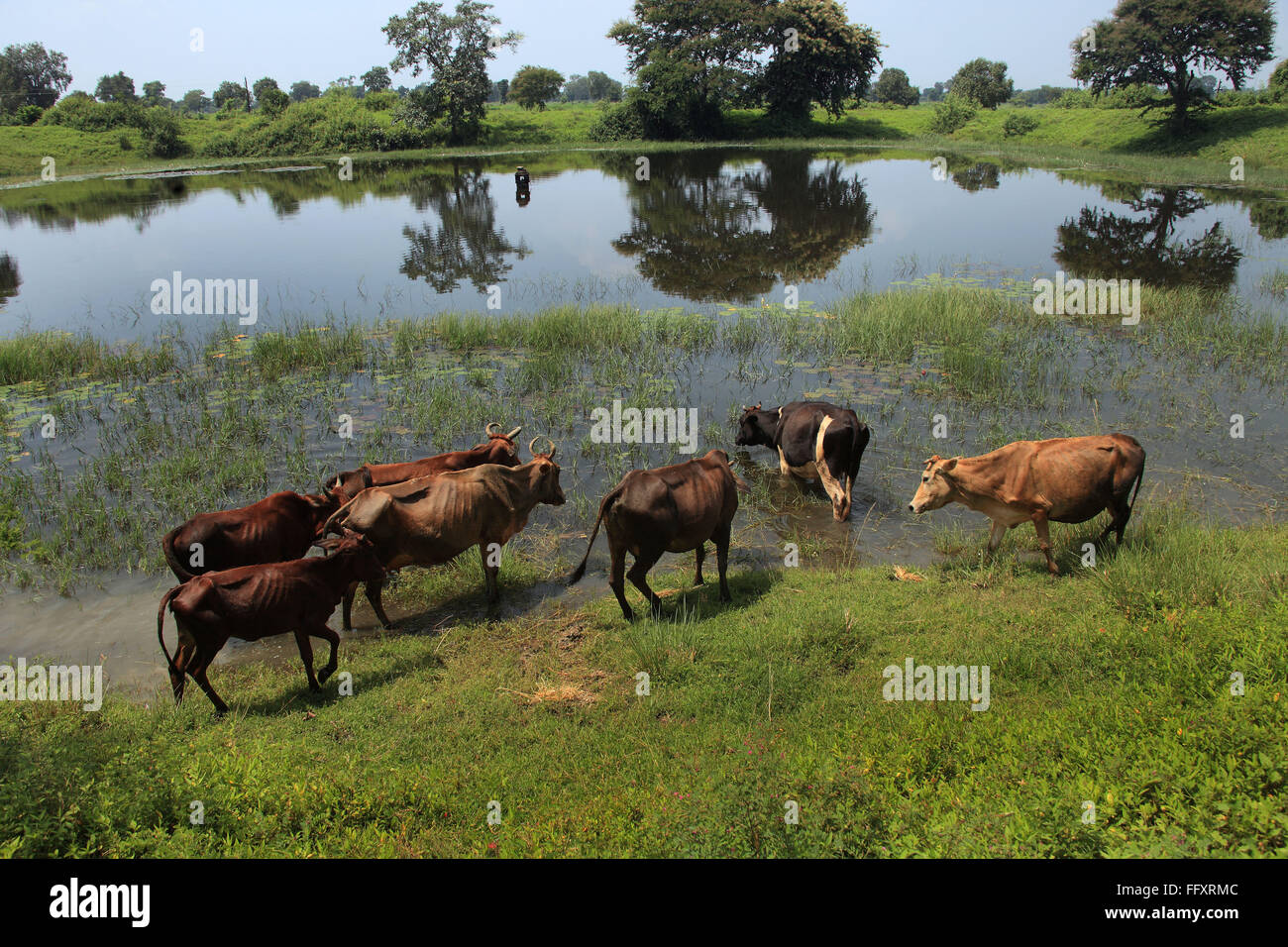 Bovins en étang près de Sambalpur à Orissa en Inde Banque D'Images