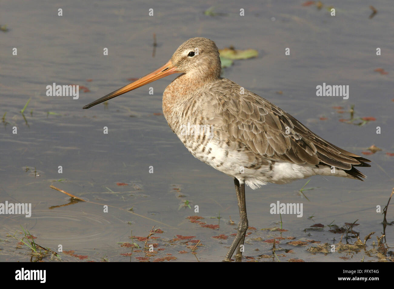 Barge à queue noire , oiseaux Limosa limosa , la Réserve de tigres de Ranthambore National Park , Rajasthan , Inde Banque D'Images