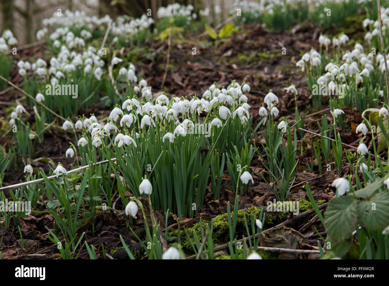 Perce-neige, Galanths nivalis, la floraison dans un environnement boisé de hazel taillis à la fin de l'hiver., Berkshire, Février Banque D'Images