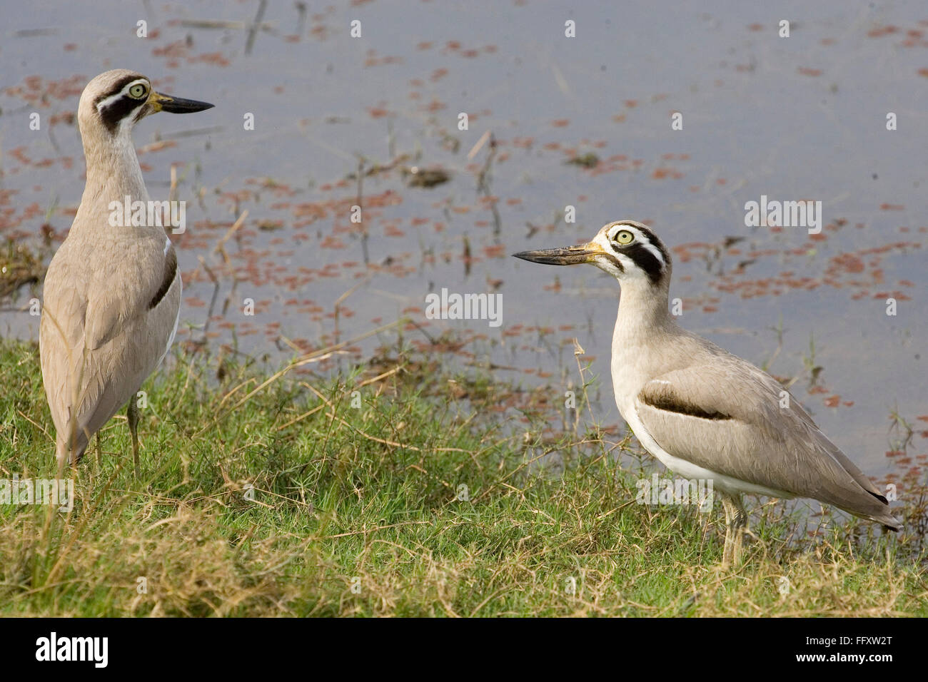 Thicknee grande grande pierre siffleur oiseau au sol le parc national de Ranthambore , Rajasthan , Inde Banque D'Images