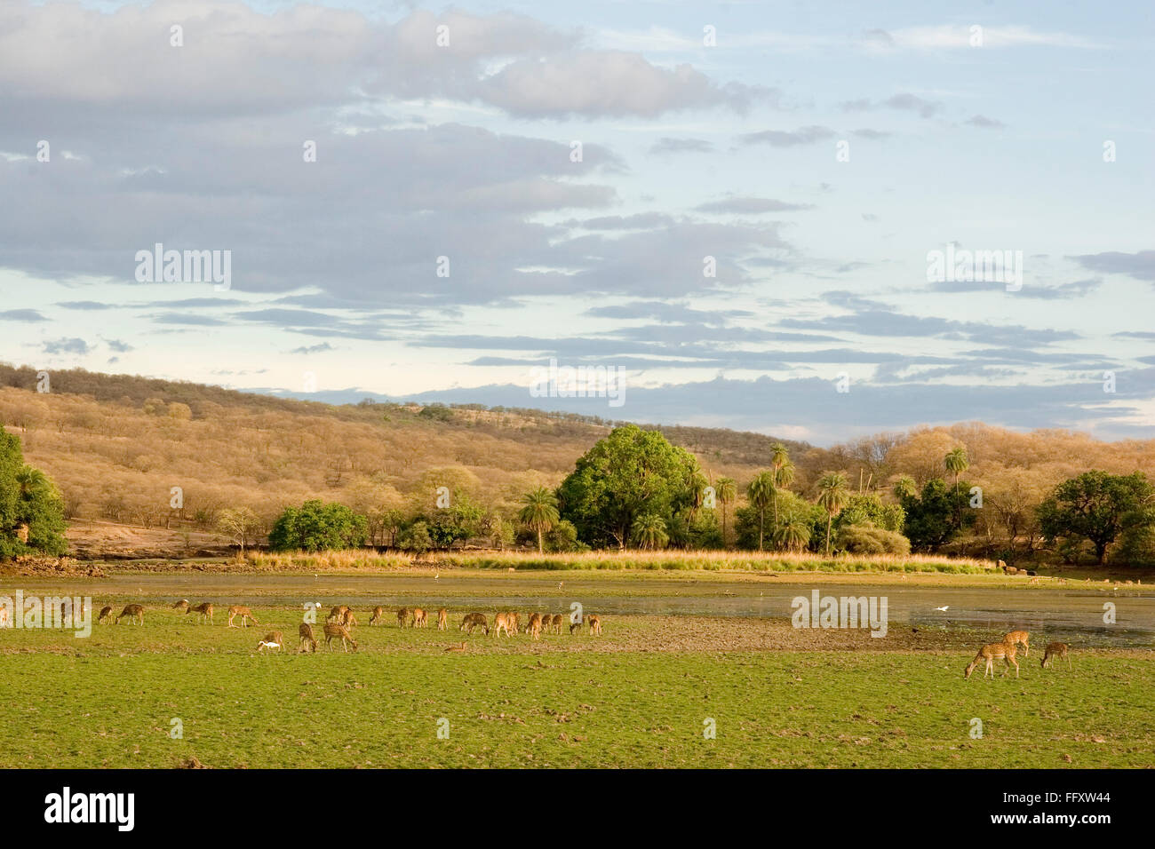 Spotted deer in dry lake bed dans la réserve de tigres de Ranthambore national park , Rajasthan , Inde Banque D'Images