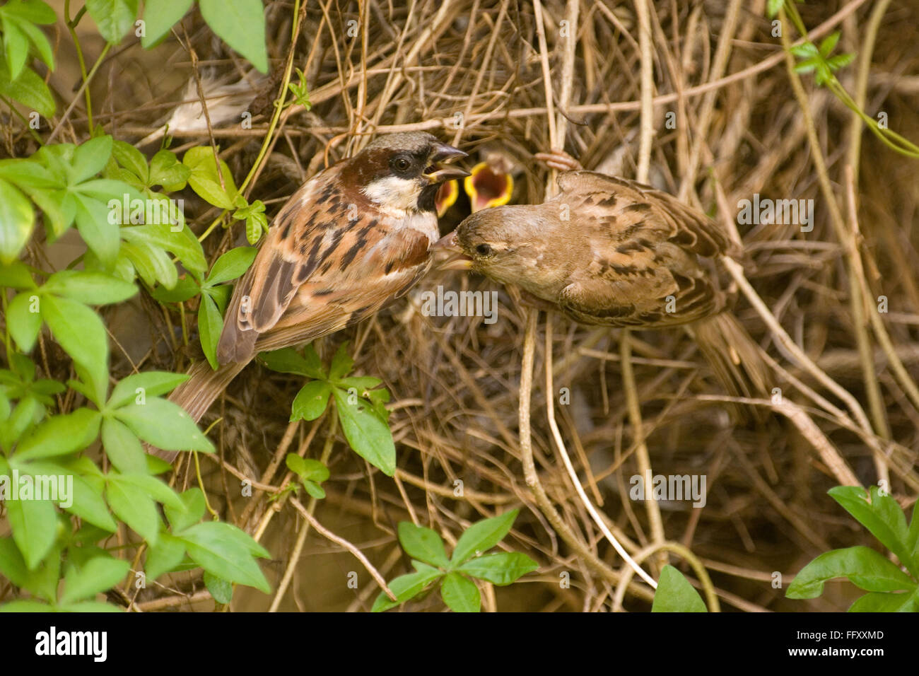 Oiseau , Sparrow commun dans la réserve de tigres de Ranthambore , nid , Rajasthan , Inde Banque D'Images