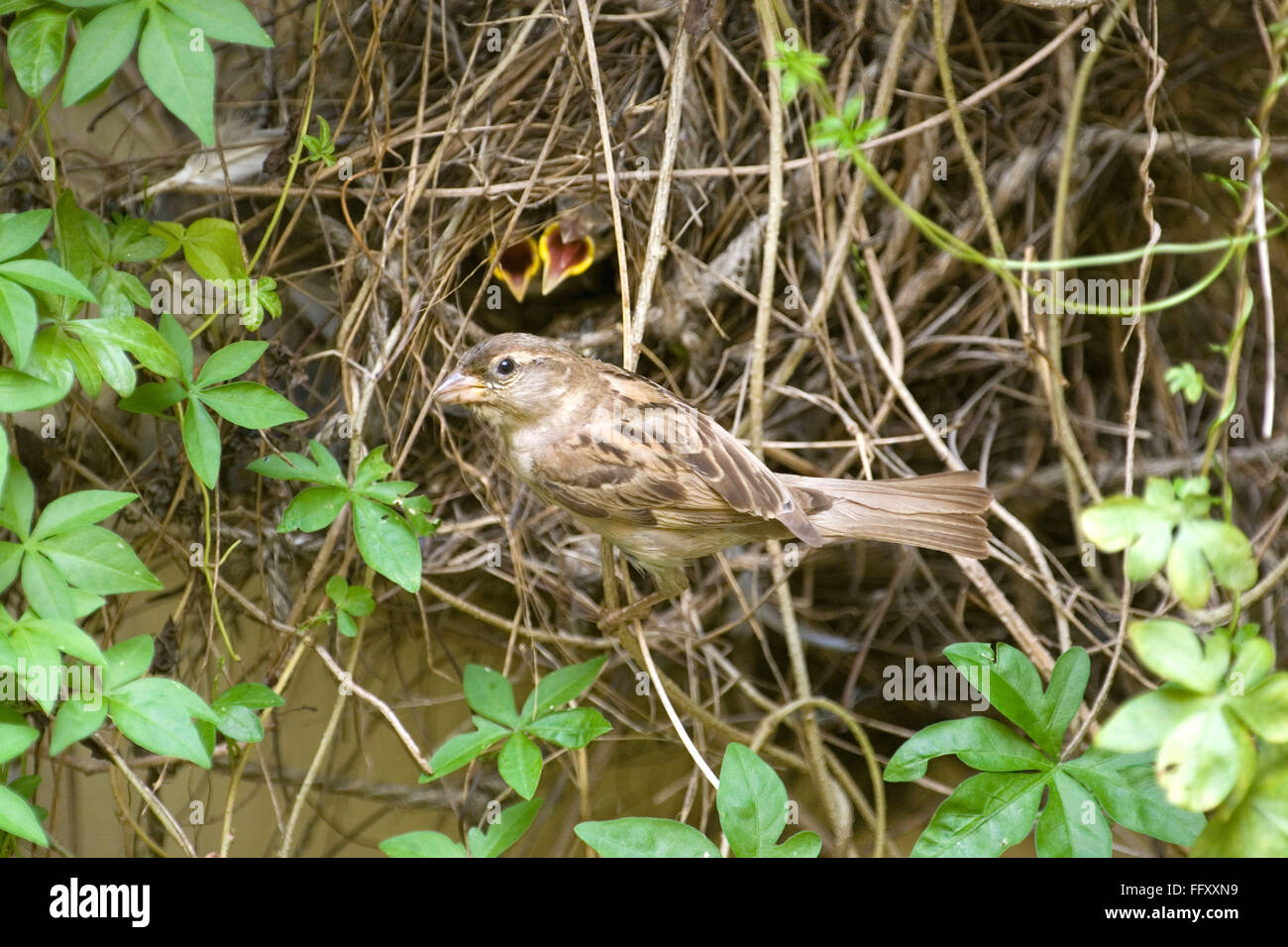 Oiseau , Sparrow commun avec les poussins , la réserve de tigres de Ranthambore , Rajasthan , Inde Banque D'Images
