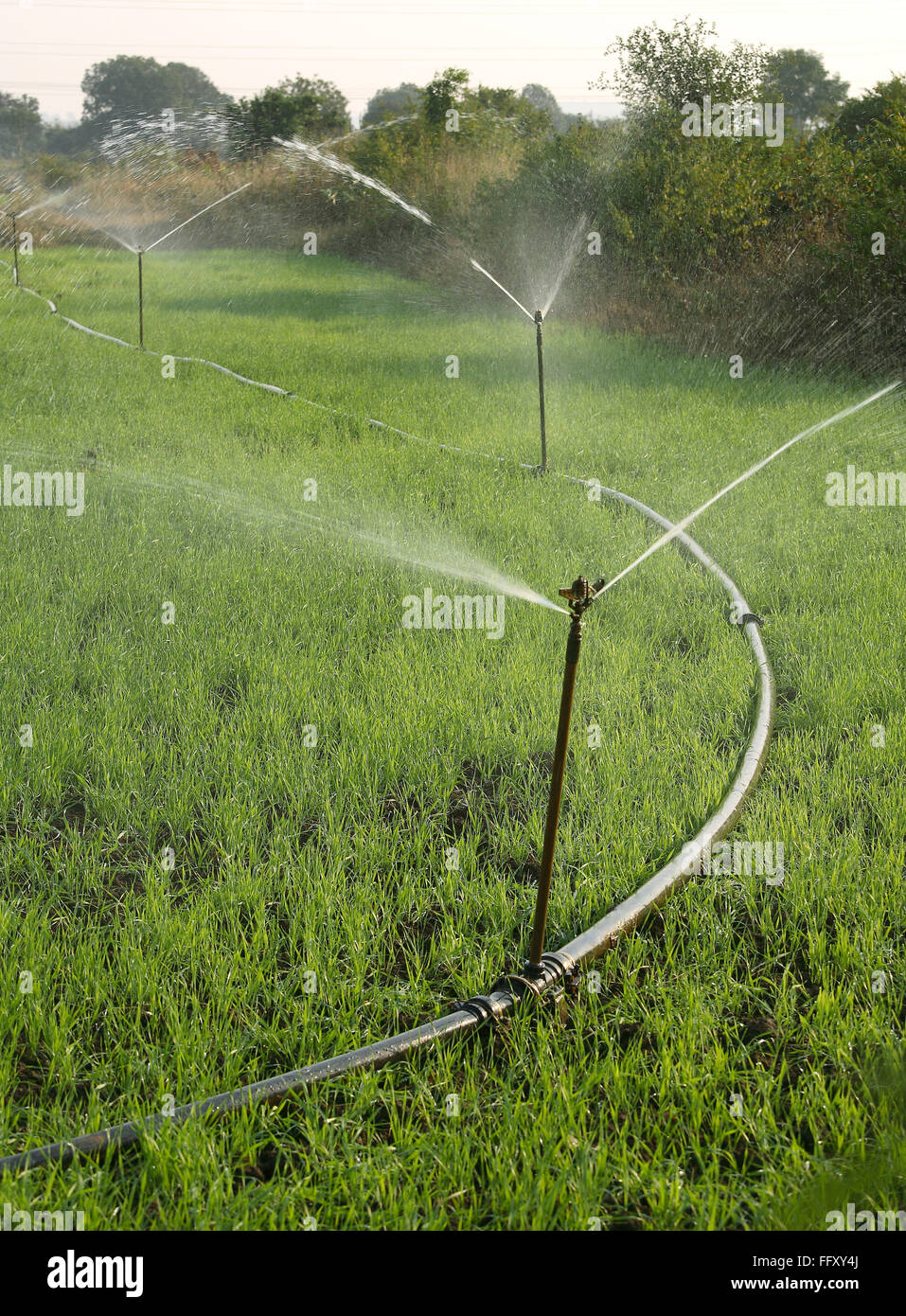 Les arroseurs sont utilisées pour irriguer les cultures de blé près de  Jabalpur, Madhya Pradesh, Inde Photo Stock - Alamy