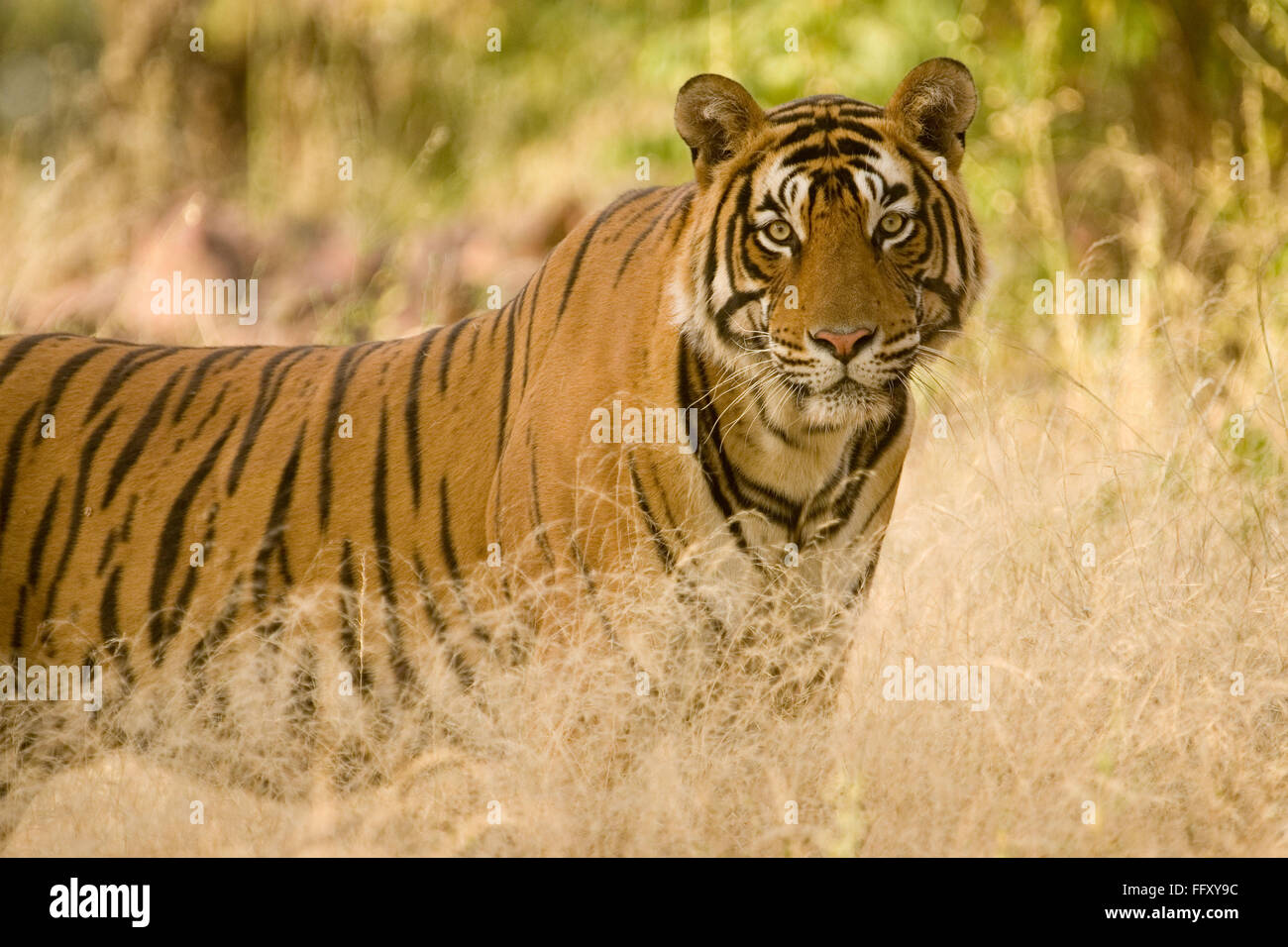 Tiger Panthera tigris , la réserve de tigres de Ranthambore , Rajasthan , Inde Banque D'Images