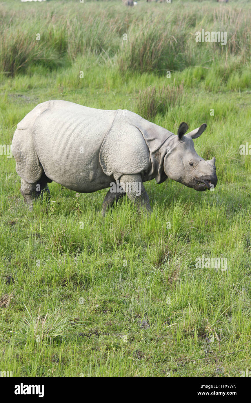 Un Rhino Rhinoceros unicornis cornu dans le parc national de Kaziranga , Assam , Inde Banque D'Images