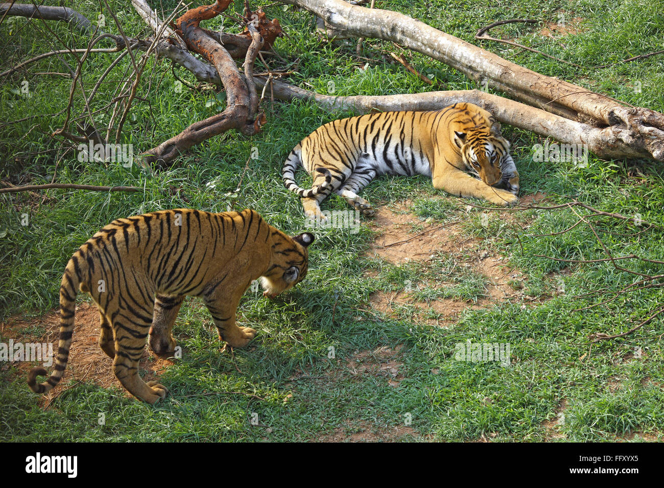 Tigre du Bengale et Tigresse Panthera tigris à Guwahati Assam , zoo , Inde Banque D'Images