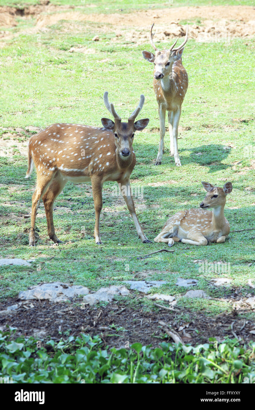 Chital ou spotted deer fawn et Axis axis à Guwahati Assam , zoo , Inde Banque D'Images