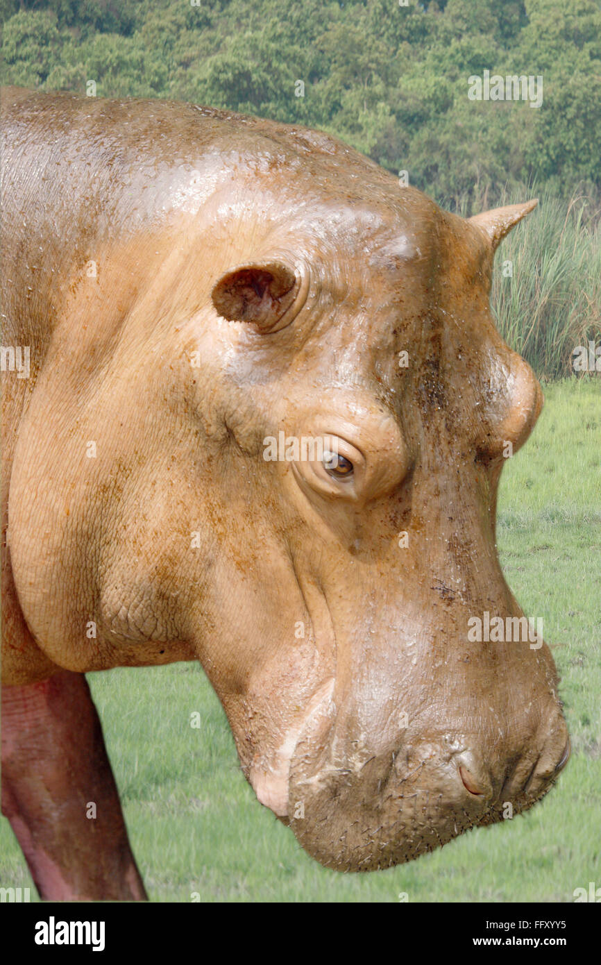 Hexaprotodon Liberiensis hippopotame pygmée au zoo de Guwahati Assam , , Inde Banque D'Images