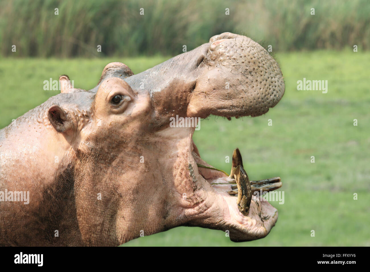 Hexaprotodon Liberiensis hippopotame pygmée de bâiller à Guwahati Assam , zoo , Inde Banque D'Images