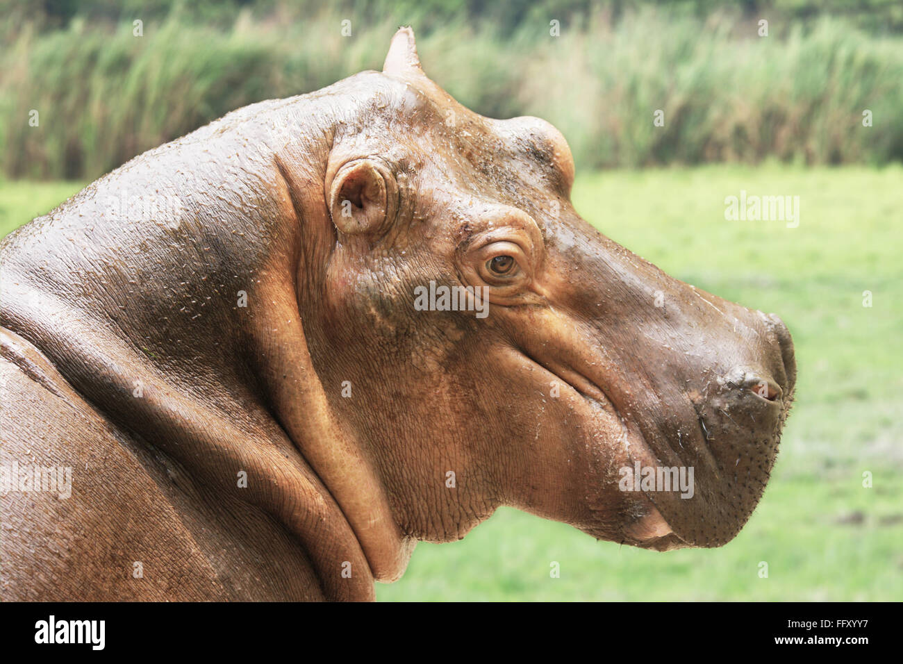 Hexaprotodon Liberiensis hippopotame pygmée de bâiller à Guwahati Assam , zoo , Inde Banque D'Images
