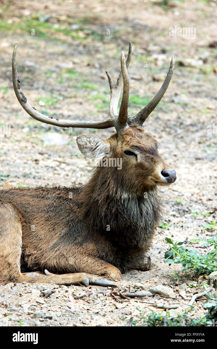 Cerf des marais ou Barasingha Cervus Duvauceli dans Guwahati Assam , zoo , Inde Banque D'Images