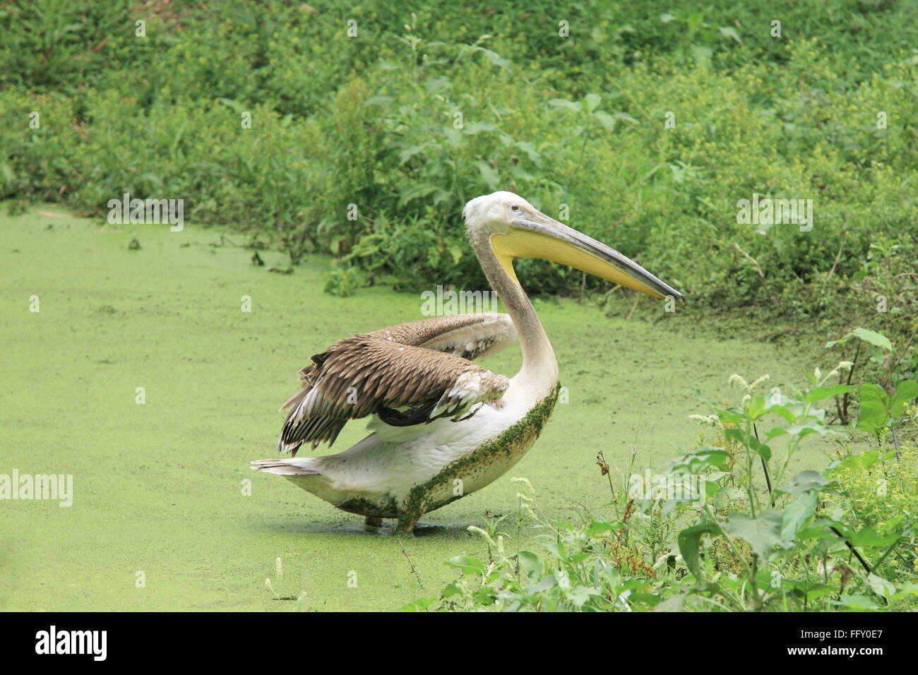 Des oiseaux d'eau Pélican , Pelecanidae Pelecanus onocrotalus en étang à Guwahati Assam , zoo , Inde Banque D'Images