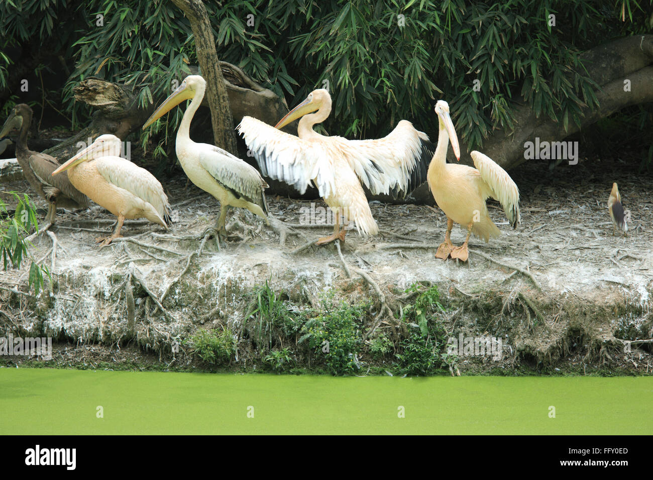 Oiseau de l'eau , groupe de pélicans se reposant sur le bord de l'étang à Guwahati Assam , zoo , Inde Banque D'Images