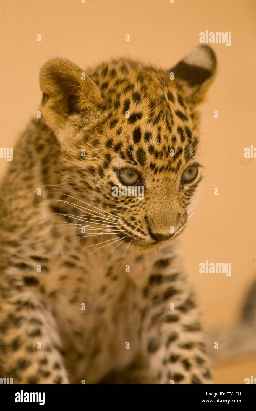 Big cat bébé ou jeune Leopard cub Panthera pardus , le parc national de Ranthambore , Rajasthan , Inde Banque D'Images