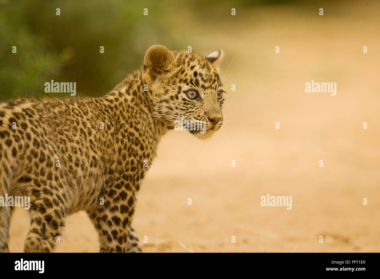 Big cat bébé ou jeune Leopard cub Panthera pardus , le parc national de Ranthambore , Rajasthan , Inde Banque D'Images