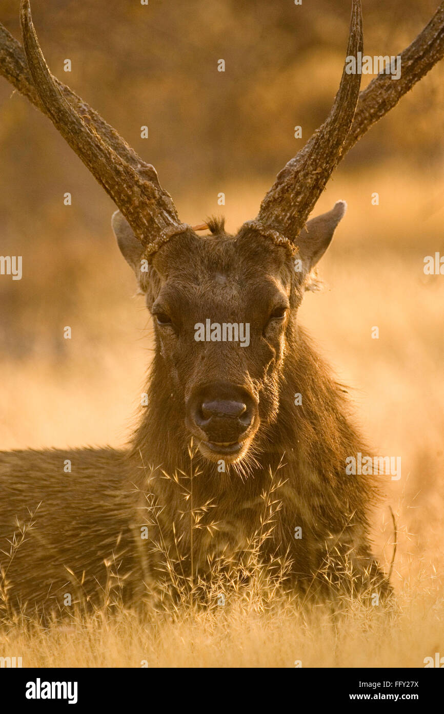 Barasingha ou marais deer Cervus duvauceli , le parc national de Ranthambore , Rajasthan , Inde Banque D'Images