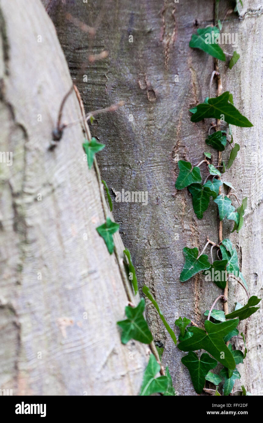 L'herbe poussant sur un tronc d'arbre Banque D'Images