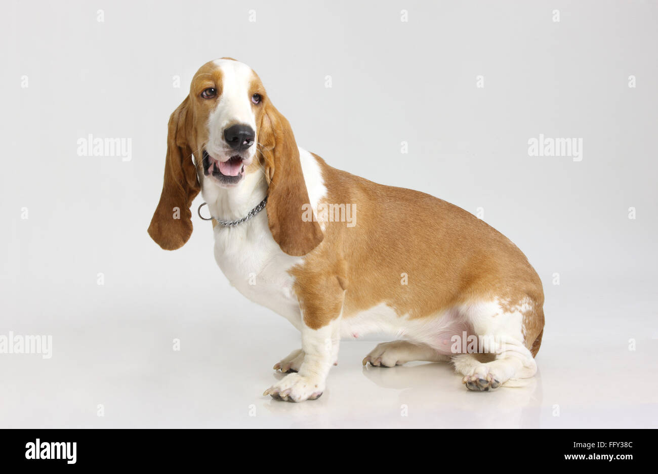 Basset Hound Dog femme posant sur fond blanc Banque D'Images