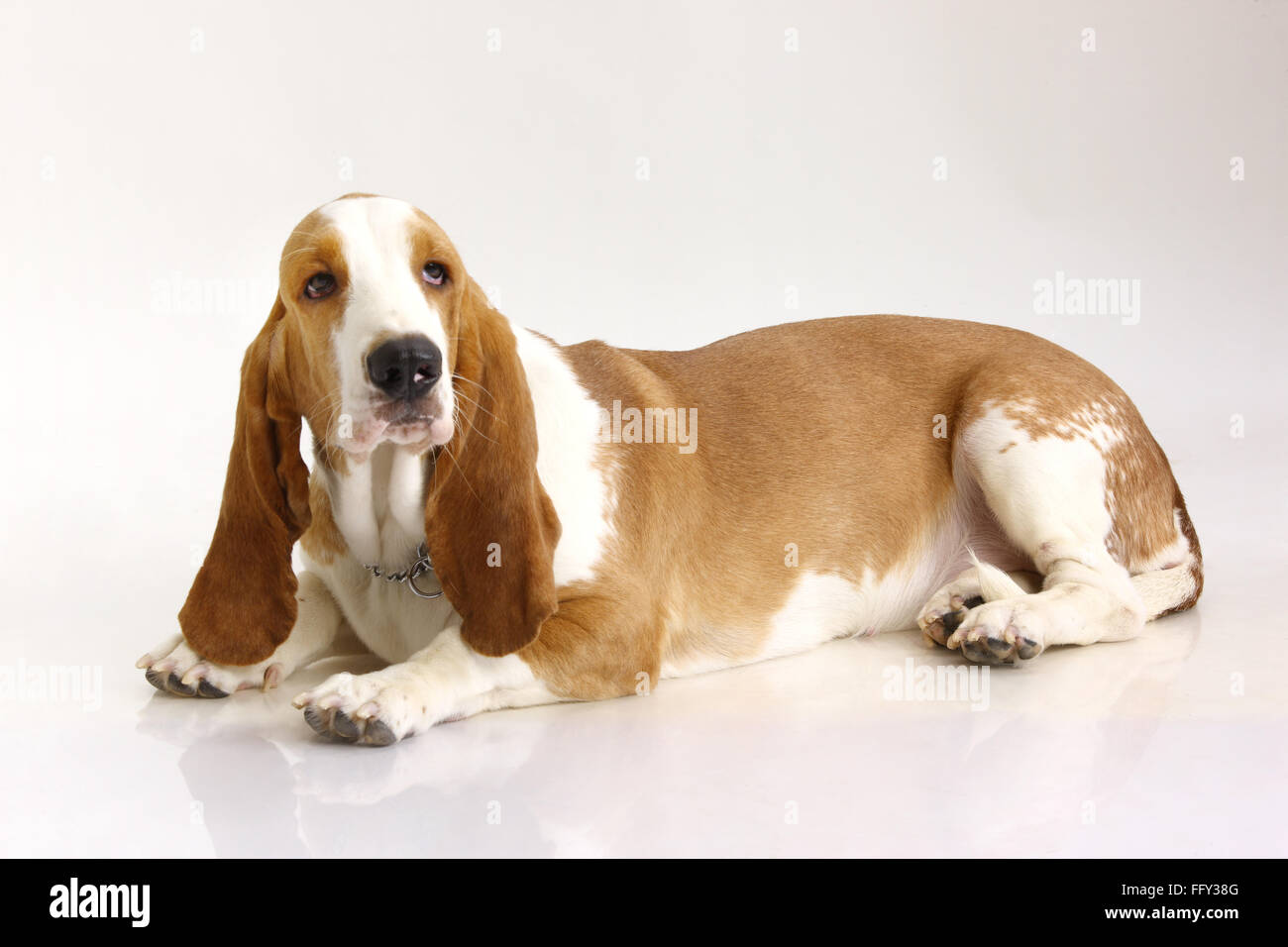 Basset Hound Dog femme posant sur fond blanc Banque D'Images
