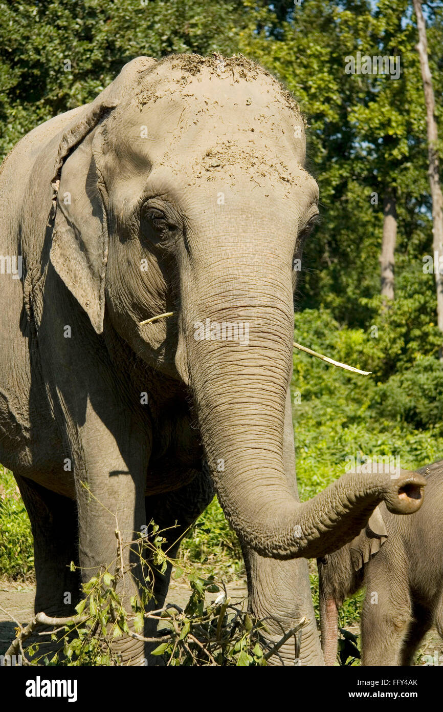 L'éléphant indien , Parc national Dudhwa , Uttar Pradesh, Inde Banque D'Images