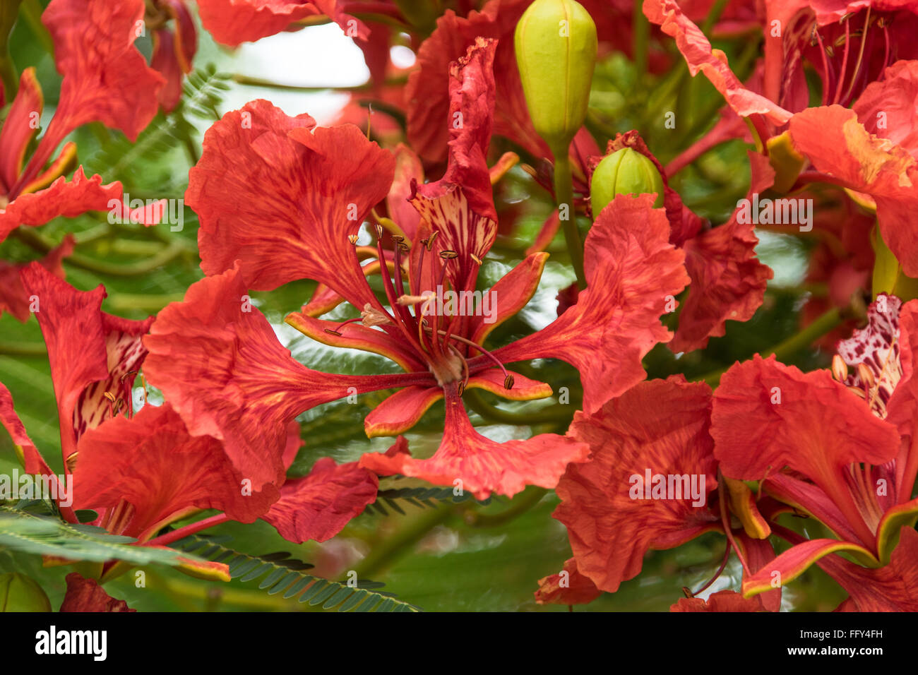 Fleur rouge tropical exotique en Tanzanie, Afrique Banque D'Images